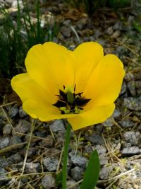 Close-up of yellow crocus flower on field