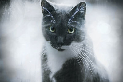 Portrait of cat