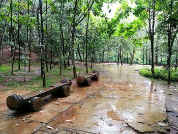 Walkway amidst trees on landscape