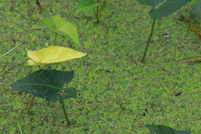 High angle view of yellow leaves on field