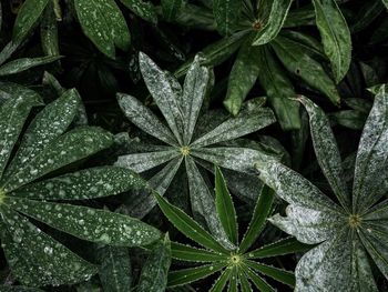 Wet green plants in the garden 