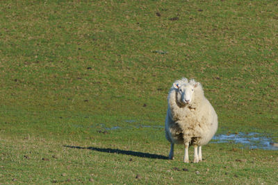 Portrait of sheep standing on field