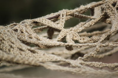 Close-up of wool