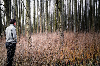 Silhouette of trees in forest