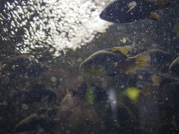 Close-up of fish swimming in aquarium