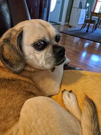 Close-up of a dog looking away