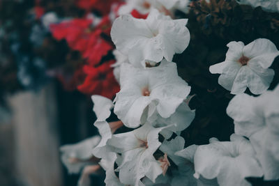 Close-up of white flowering plants