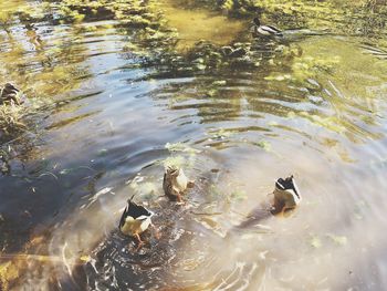 High angle view of bird swimming in lake