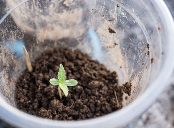 7 day old cannabis plants in plastic cups