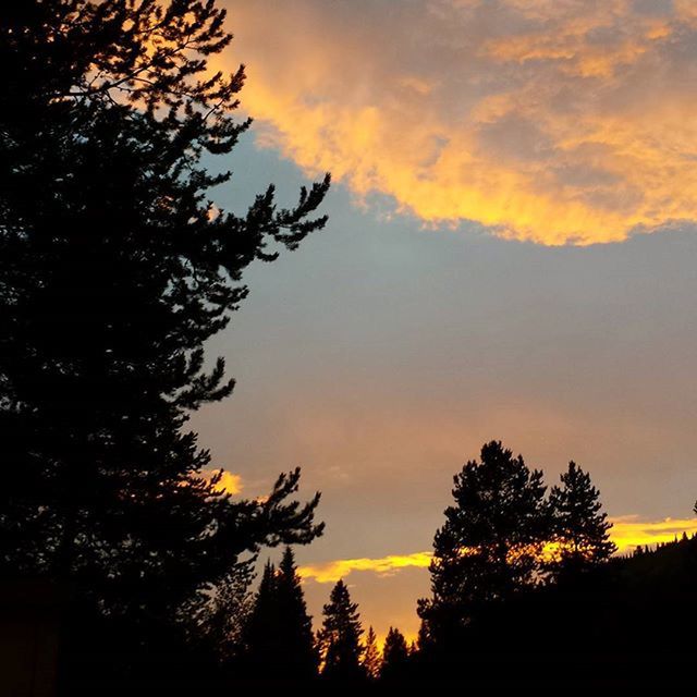 sunset, tree, silhouette, sky, orange color, beauty in nature, scenics, tranquility, tranquil scene, nature, low angle view, cloud - sky, idyllic, growth, dramatic sky, branch, cloud, no people, outdoors, majestic