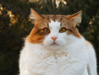 Close-up portrait of a cat