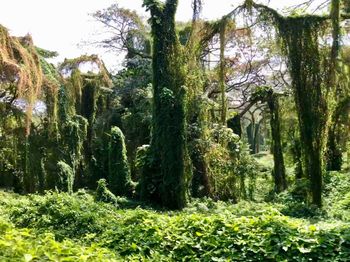 Plants and trees in forest