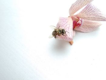 Close-up of bee on flower