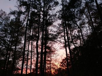 Low angle view of silhouette trees in forest