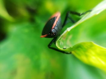 Close-up of insect on leaf