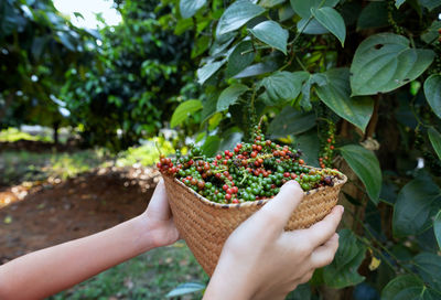 Hand holding berries