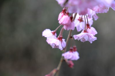 Close-up of pink cherry blossom