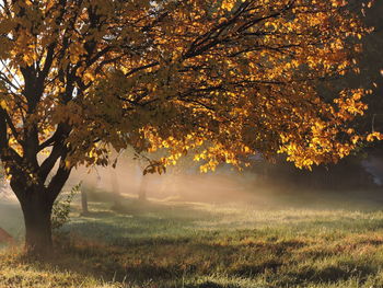 Trees on field during autumn