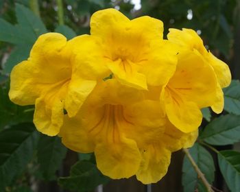 Close-up of yellow flowers blooming outdoors