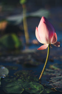 Close-up of pink lotus water lily in lake