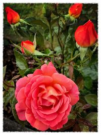 Close-up of pink flowers blooming outdoors