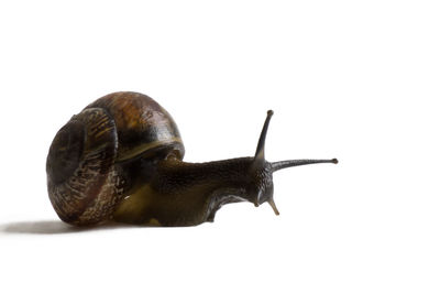 Close-up of snail against white background