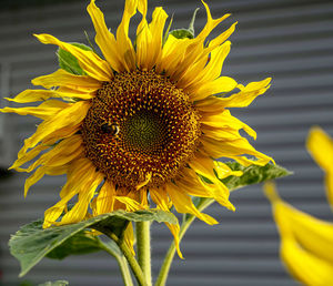 Yellow sunflower blooms and bumblebee collects nectar, macro, narrow focus zone