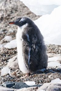 Penguin on snow