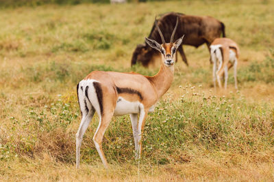 Side view of deer standing on field