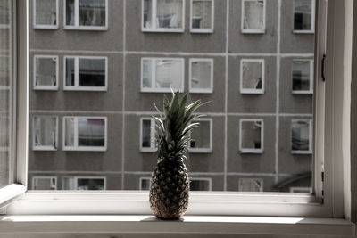 Potted plants on window sill