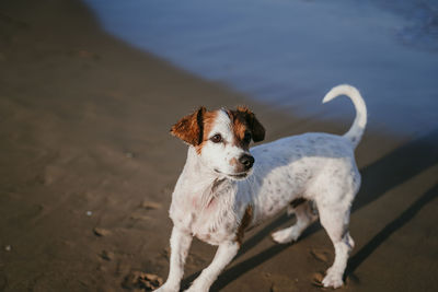 High angle view of dog on beach