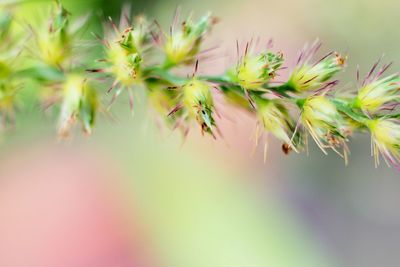 Close-up of pink flowering plant