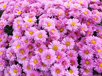 Full frame shot of flowers blooming outdoors