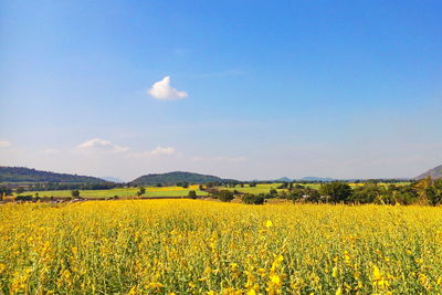 Scenic view of oilseed rape field against sky