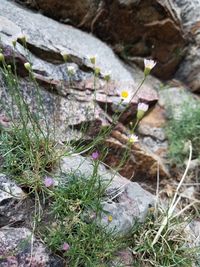 High angle view of flowers growing on rock