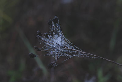 Close-up of wet spider web on plant