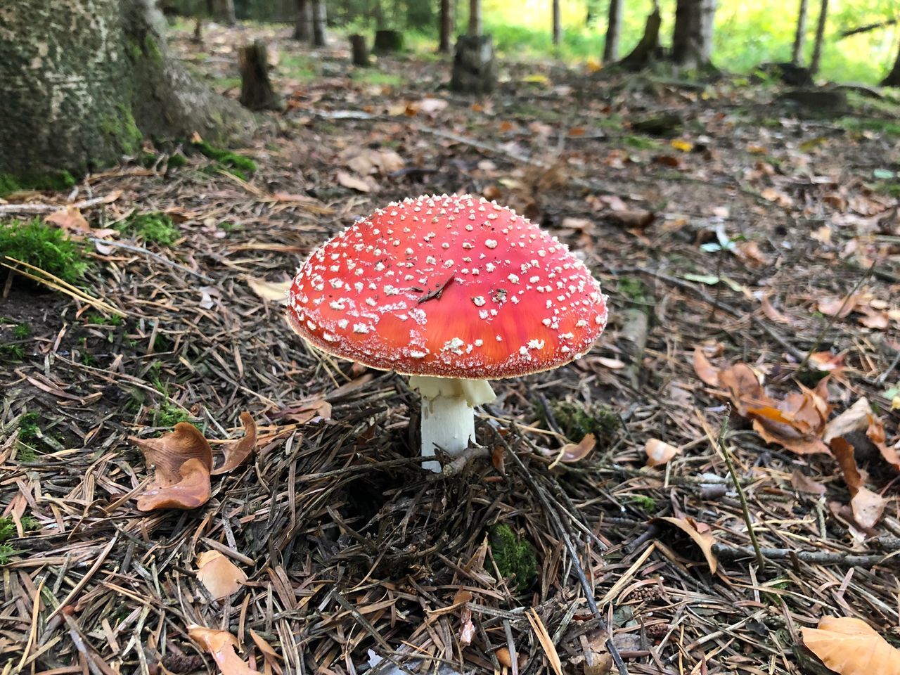 mushroom, fungus, vegetable, fly agaric mushroom, food, land, growth, plant, nature, field, close-up, red, day, toadstool, no people, focus on foreground, spotted, poisonous, forest, food and drink, outdoors