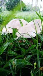 Close-up of grass growing on grassy field