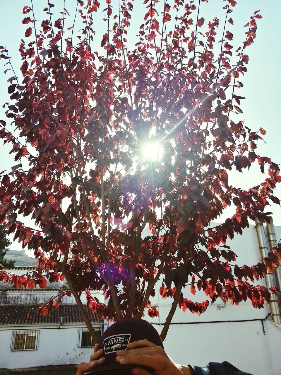 low angle view, tree, sun, clear sky, sunlight, branch, sunbeam, lens flare, sky, nature, growth, day, built structure, building exterior, outdoors, beauty in nature, sunny, bright, season, architecture