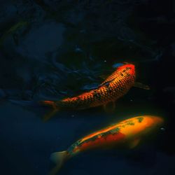 Fish swimming in pond