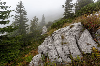 Pine trees in forest against sky