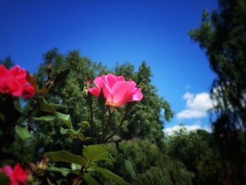 Low angle view of pink flowers against sky