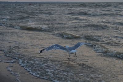 Seagull flying over beach