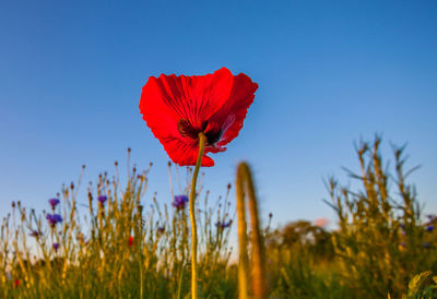 Close-up of red poppy flower growing in field against clear blue sky