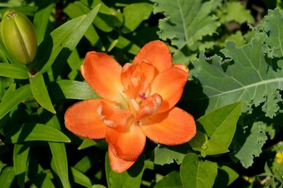 Close-up of orange flower