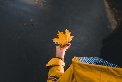 Close-up of person holding yellow maple leaves