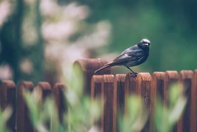 Bird perching on wooden post