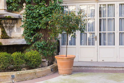 Potted plants against wall of house