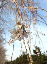 Low angle view of blooming tree against sky