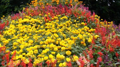 Colorful flowers in garden